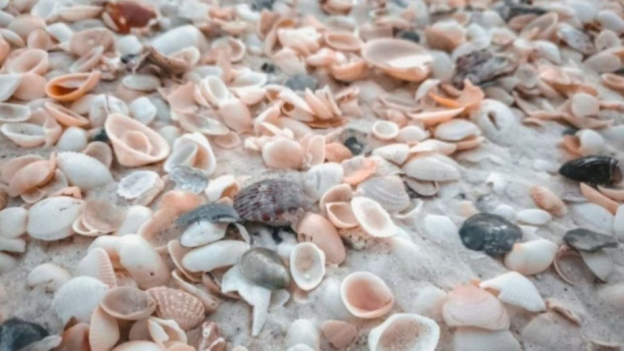 Optical Illusion: If you have Hawk Eyes spot the Egg among Shells in 8 Secs?
