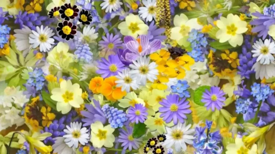 Optical Illusion Visual Test: Find The Hidden Grape Among These Flowers Within 12 Seconds?