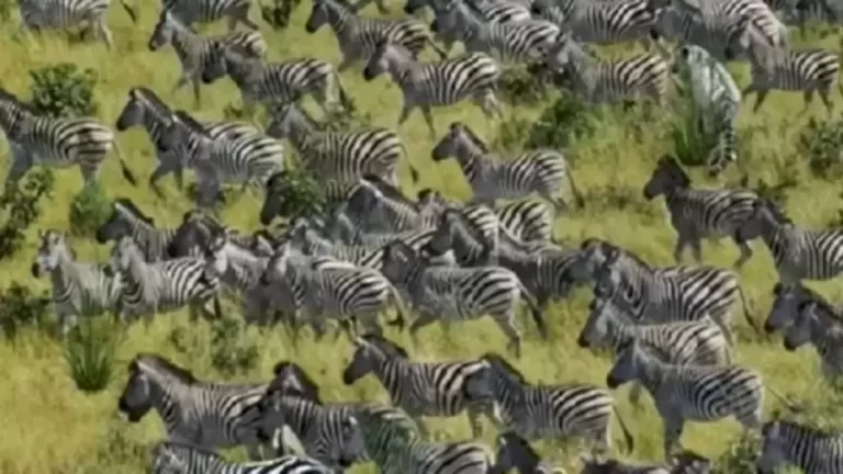 Optical Illusion Visual Test: There Is A Tiger Hidden Among These Zebras. Can You Spot It Within 13 Seconds?