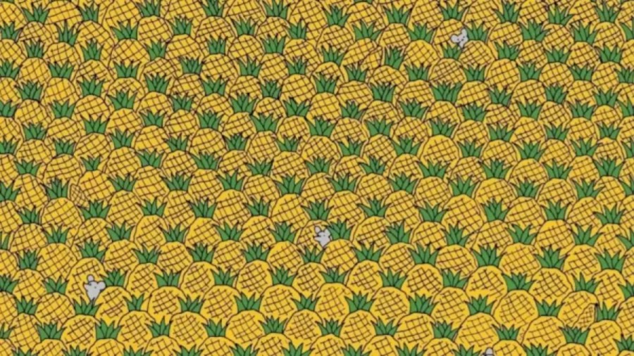 Seek And Find Optical Illusion: Eagle Eyes Can Spot Four Corns Among the Pineapples in 20 Secs