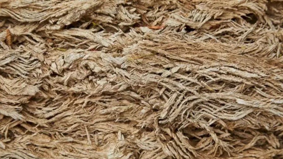 We Bet You Will Definitely Miss The Perfectly Camouflaged Horned Lizard In This Optical Illusion. Can You Spot It?