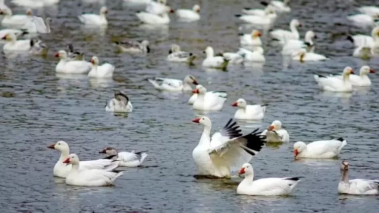 You Need To Have A Sharp Eyes To Detect The Swan That Is Blended With These Ducks In This Optical Illusion