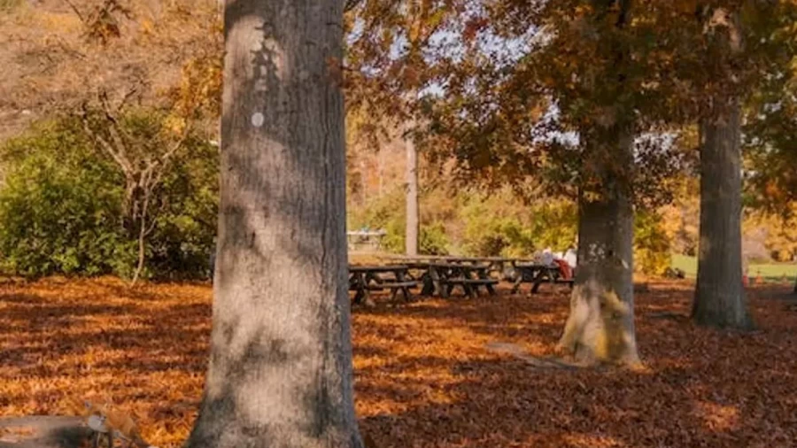 Optical Illusion IQ Test: You Are A Genius If You Detect The Fox In This Autumn Forest Within 13 Seconds