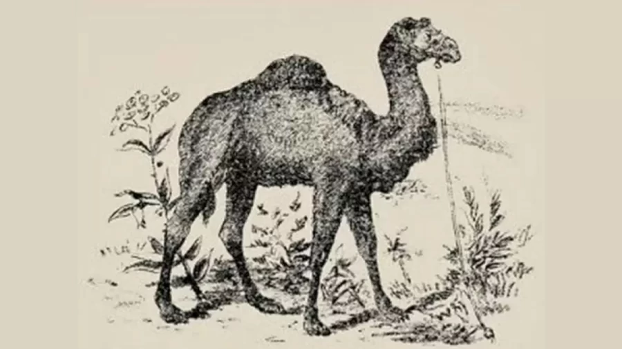 Optical Illusion Challenge: Are You Smart Enough To Locate The Hidden Camel Rider In This Image?