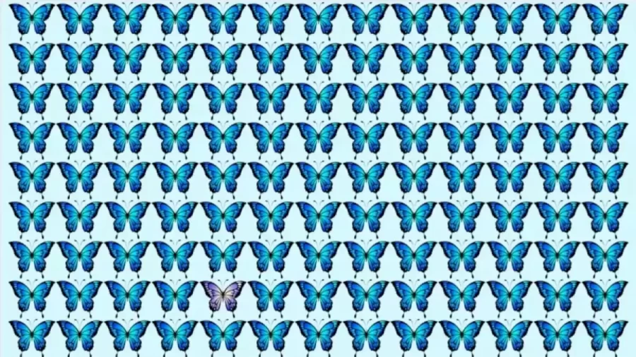 Brain Teaser - Can You Spot The Odd Butterfly In This Image In 30 Secs? Picture Puzzle