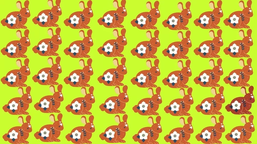 Brain Teaser Eye Test: How Many Different Rabbits Can You Locate Here?