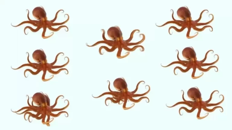 Brain Teaser Observation Test – How Many Octopuses Do You See In This Visual Puzzle?