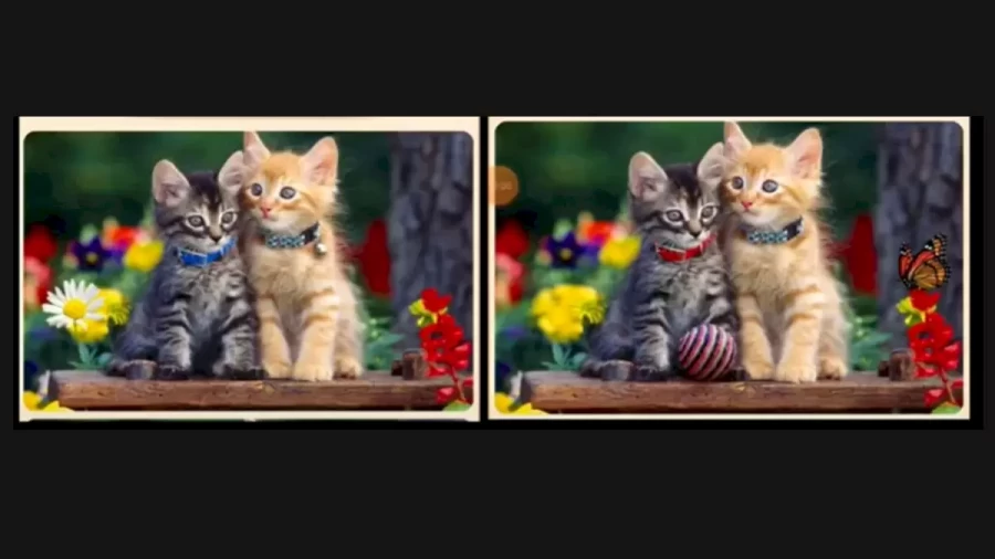 Brain Teaser Spot The Difference: Can You Spot 5 Major Differences Between These Two Images In 25 Secs?