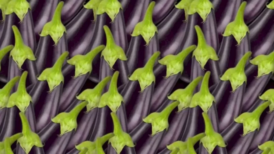 Can You FInd The Hidden Fig Among These Brinjals Within 12 Seconds? Explanation And Solution To The Hidden Fig Optical Illusion