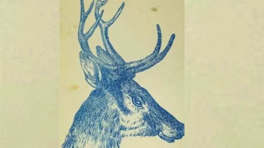 Can You Find The Hidden Rabbit In This Stag Within 12 Seconds? Explanation And Solution To The Hidden Rabbit Optical Illusion
