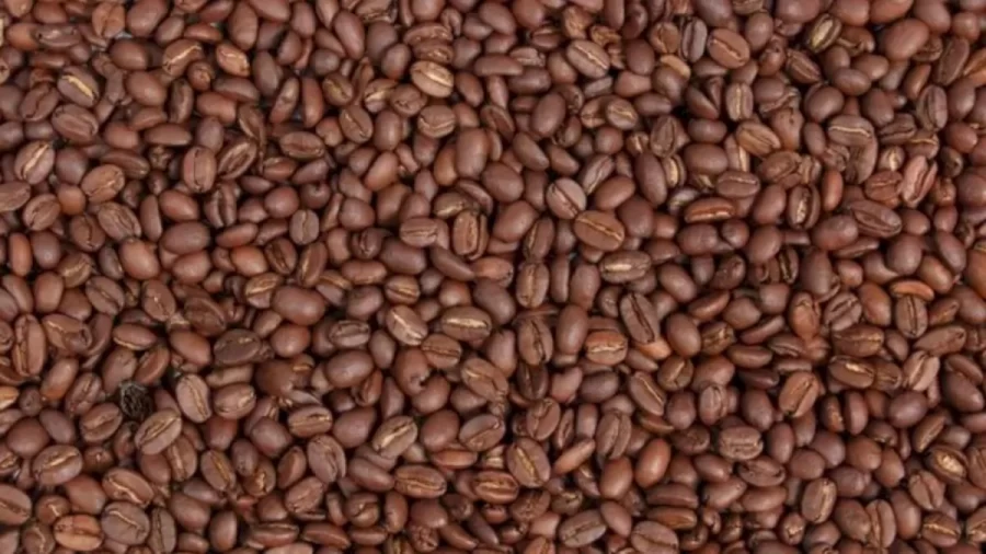 Can You Find The Hidden Raisin Amid These Coffee Beans Within 21 Seconds? Explanation And Solution To The Hidden Coffee Beans Optical Illusion