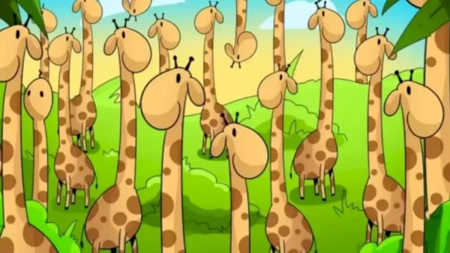 Can You Spot A Snake Hiding Among These Giraffes Within 13 Seconds? Explanation And Solution To The Hidden Snake Optical Illusion
