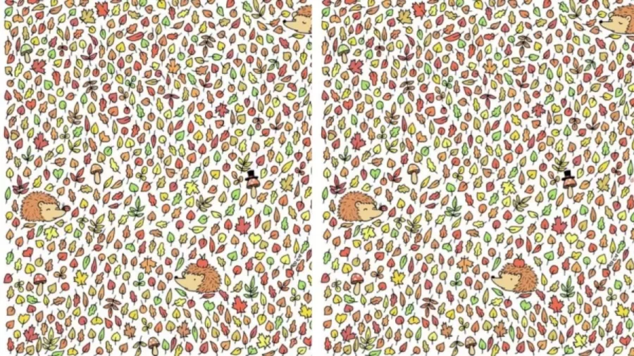 Can You Spot The Acorn Hidden Among The Leaves within 15 Secs? Explanation And Solution To The Acorn Optical Illusion