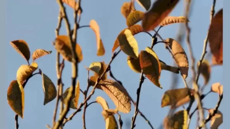 Can You Spot The Hidden White-Eyed Bird In The Image Within 30 Seconds? Explanation And Solution To The White-Eyed Bird Optical Illusion