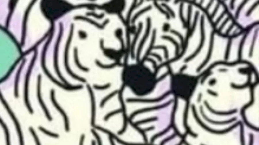 Can You Spot The Hidden Zebra Among These Tigers Within 28 Seconds? Explanation And Solution To The Hidden Zebra Optical Illusion