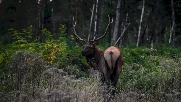 Come On! Hurry Up! Save The Elk By Spotting The Hidden Tiger In This Optical Illusion Within 9 Seconds