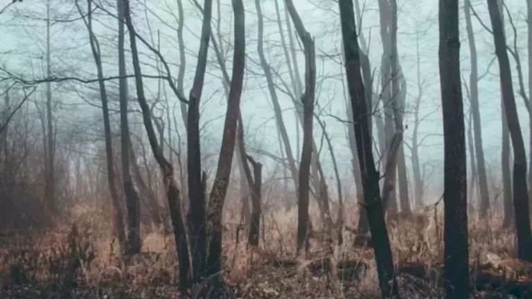 Finding Elk Optical Illusion: Within 15 Seconds, Try To Find The Elk In This Leafless Forest