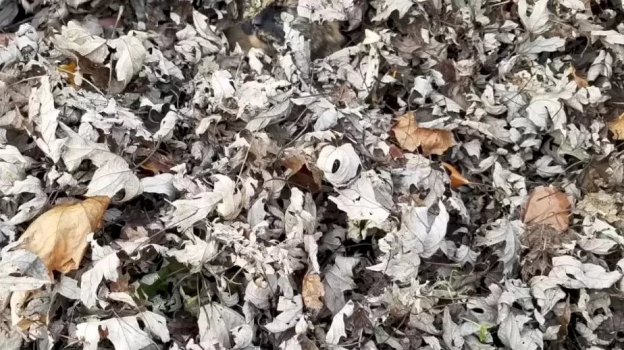Finding Hidden Cat Optical Illusion: Can you spot the hidden Cat among the pile of leaves?