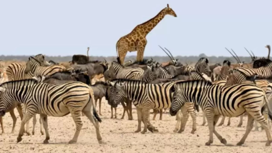 Finding Horse Optical Illusion - Can You Find The Hidden Horse Among The Zebra In 15 Secs?