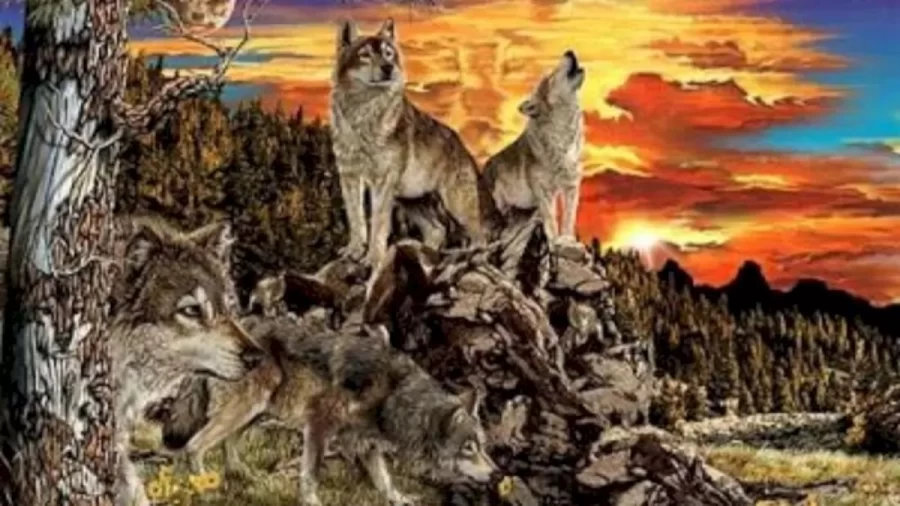 How Many Wolves Are There In This Image? Can You Find All The Wolves In This Image Within 25 Seconds? Explanation And Solution To The Wolves Optical Illusion