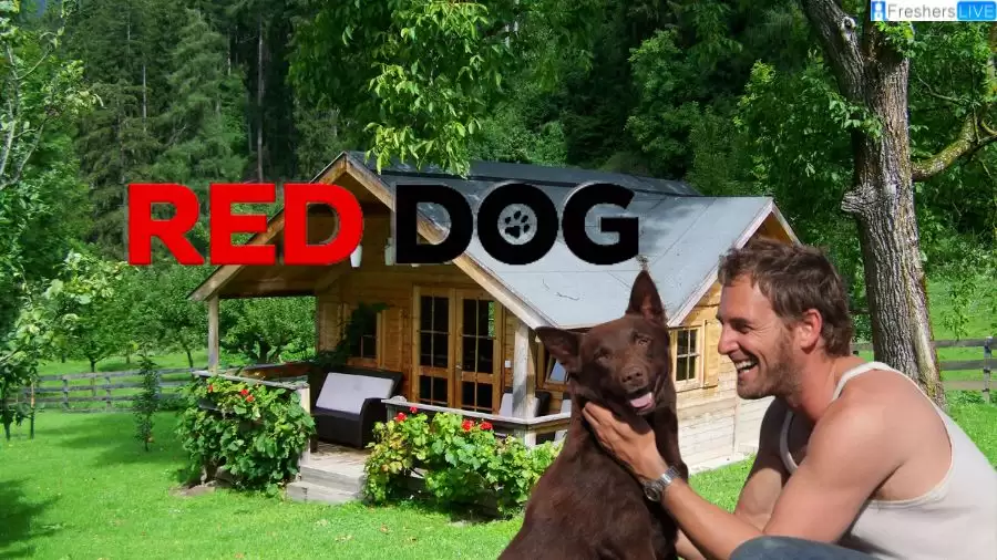 Is Red Dog a True Story? Where to Watch  Red Dog?