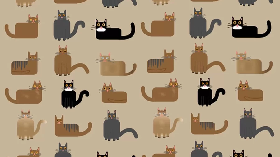 Optical Illusion Brain Test: If You Detect The Suitcase Among These Cats In Less Than 17 Seconds You Are A Brilliant