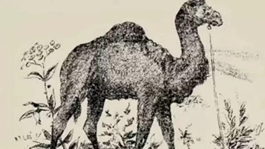 Optical Illusion: Can You Find the Camel Rider in 8 Seconds?