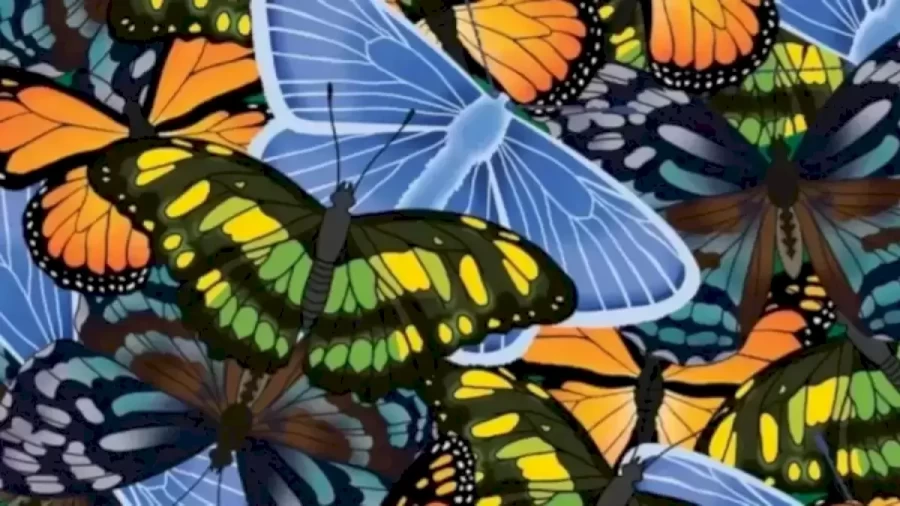 Optical Illusion: Can You Find the Hidden Caterpillar in 12 Seconds?