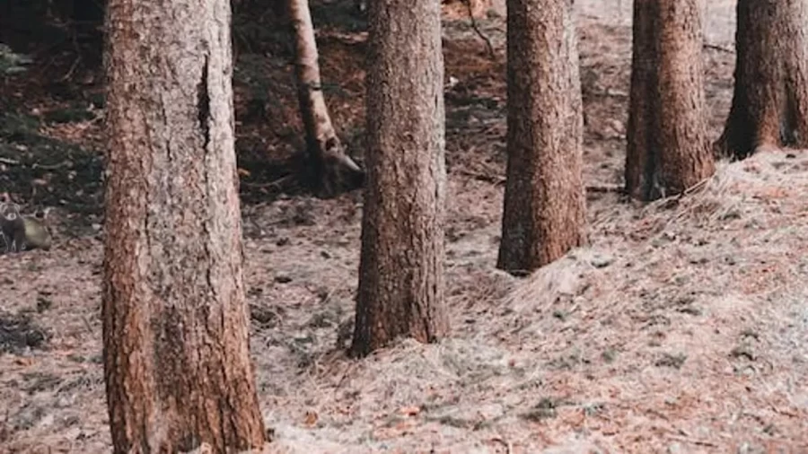 Optical Illusion Challenge: If You Manage To Spot The Ferret In This Forest Within 14 Seconds, Consider Yourself A Genius
