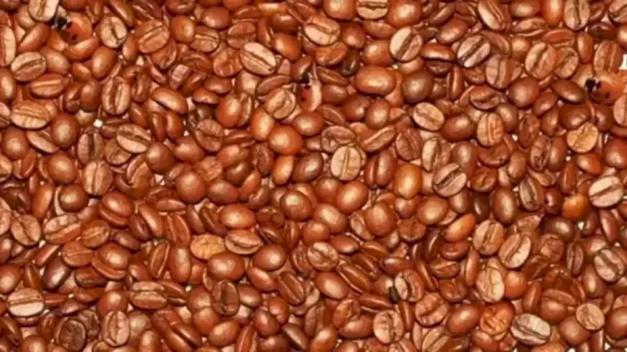 Optical Illusion Challenge: Your Challenge Is To Find The Hidden Ladybugs Among These Coffee Beans Within 12 Seconds