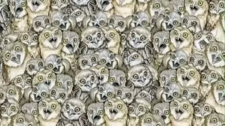 Optical Illusion Eye Test: Cat Among Owls! Find The Cat In This Image In Less Than 20 Seconds