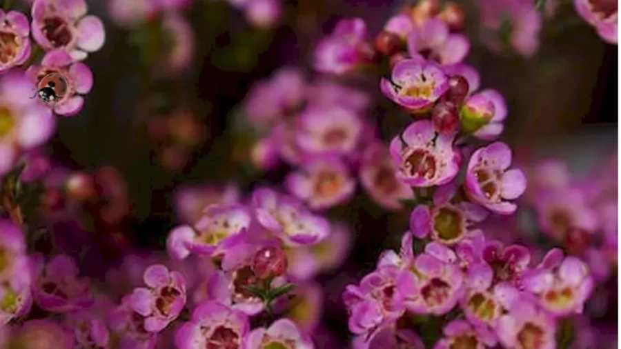 Optical Illusion Eye Test: Do You See The Ladybug Among These Flowers?