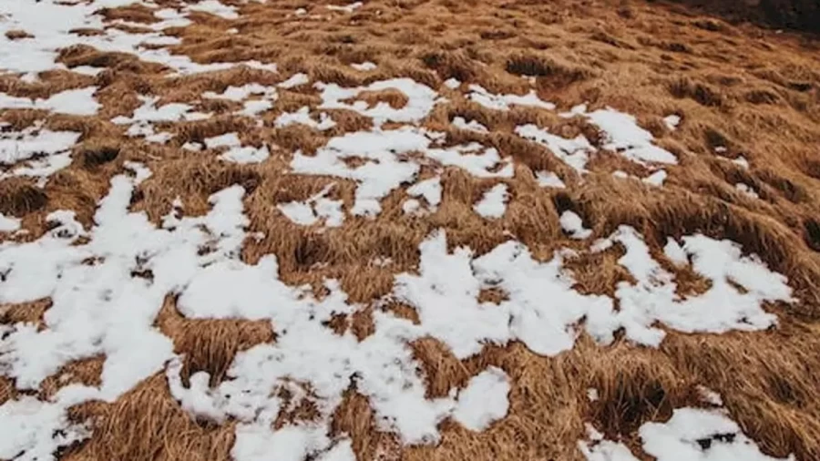 Optical Illusion Eye Test: Only 10% Can Spot The Ptarmigan In This Picture In Less Than 16 Seconds