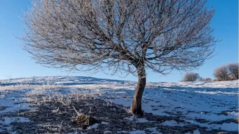 Optical Illusion Find And Seek: Do You See The Snow Petrel Bird Here?