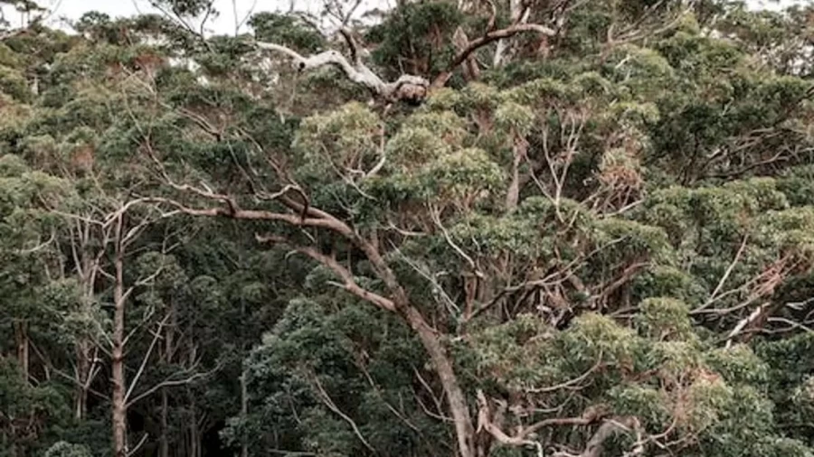 Optical Illusion Find And Seek: In Less Than 16 Seconds, Spot The Vulture In This Image