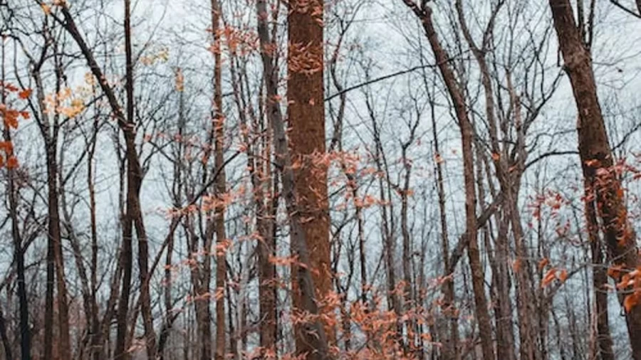 Optical Illusion Find And Seek: Lets See If You Are Able To Detect The Wild Dog In This Autumn Forest