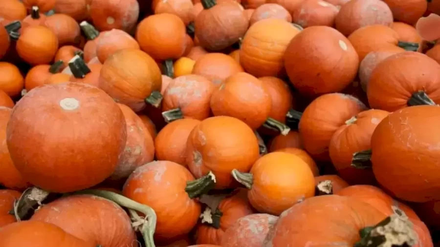 Optical Illusion: Find The Orange Among These Pumpkins In Less Than 10 Seconds