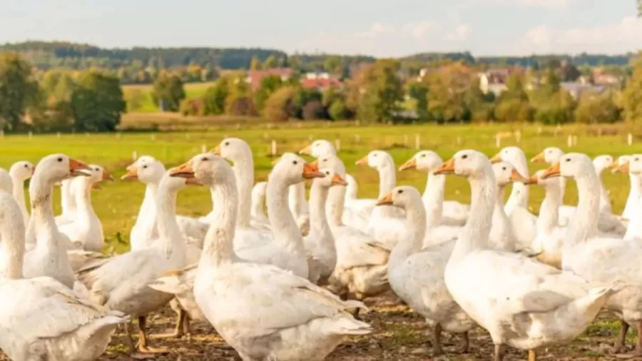 Optical Illusion For Visual Test: You Will Be Shocked After Knowing The Location Of The Egg Among These Ducks