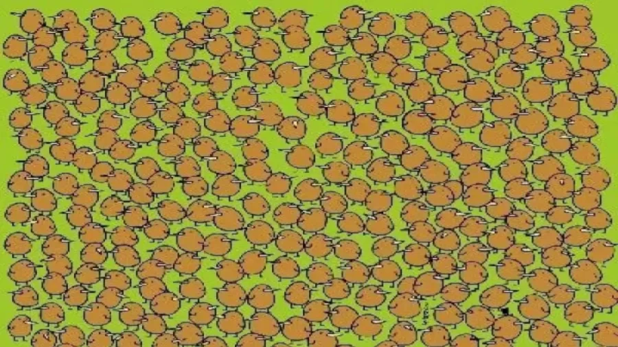 Optical Illusion IQ Test: If You Locate All The 4 Hidden Kiwis In This Image In Less Than 16 Seconds, You Are A Brilliant