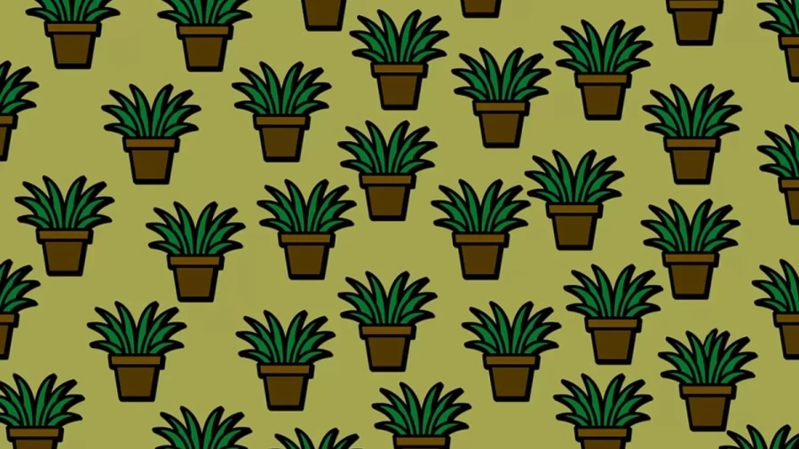 Optical Illusion IQ Test: Time To Test Your IQ! Take Up This Challenge And Try To Find The Different Flower Pot In This Image In Less Than 20 Seconds