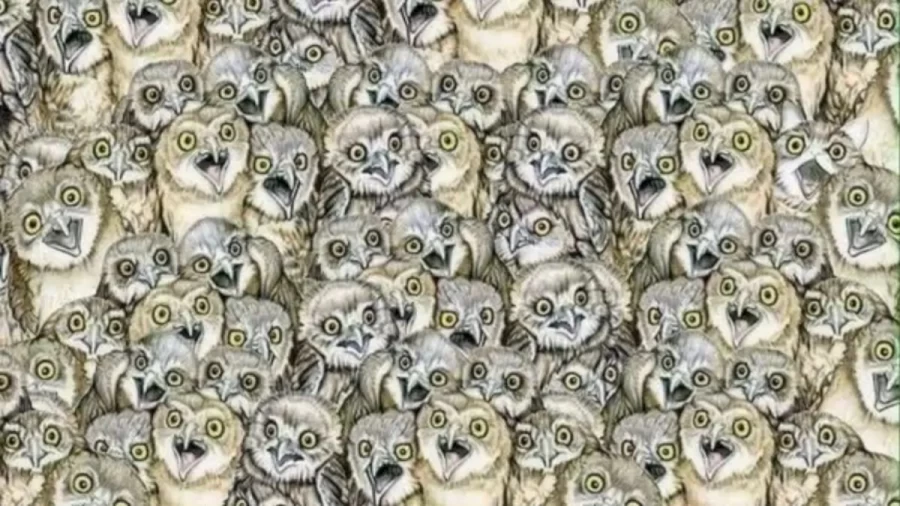 Optical Illusion: If you Have Eagle Eyes Find The Hidden Cat among The Owl Within 15 Seconds
