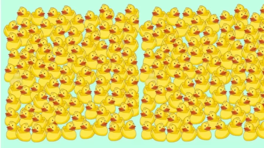 Optical Illusion Pear Search: Can You Find The Pear Between All The Ducks In 5 Secs?