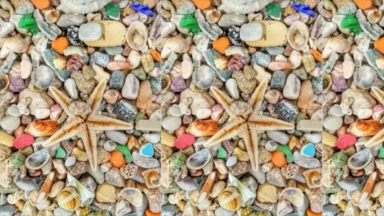 Optical Illusion: Spot The Pearl Among These Pebbles And Starfish