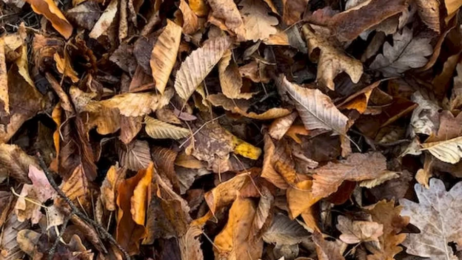 Optical Illusion Visual Test: Are Your Eyes Sharper Enough To Spot The Dragonfly Among These Leaves?