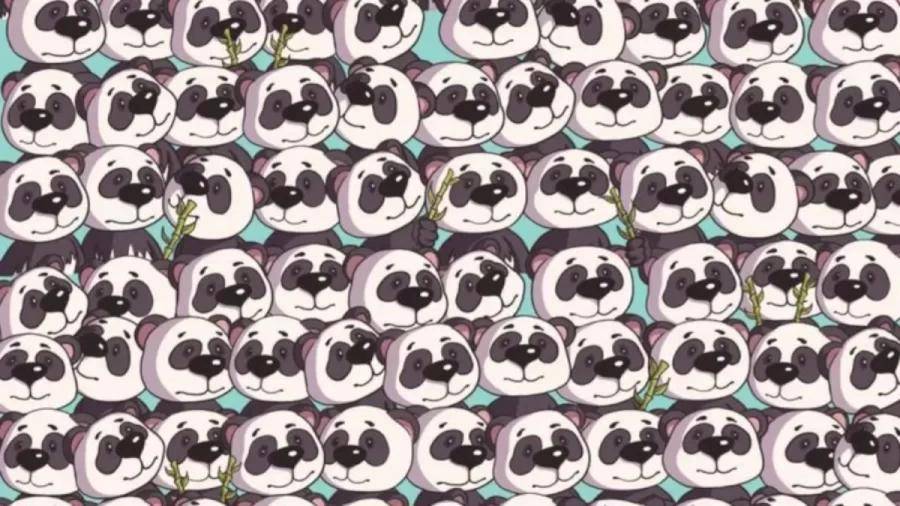 Optical Illusion Visual Test: Can You Find A Dog Hidden Among These Pandas Within 19 Seconds? Explanation And Solution To The Hidden Dog Optical Illusion