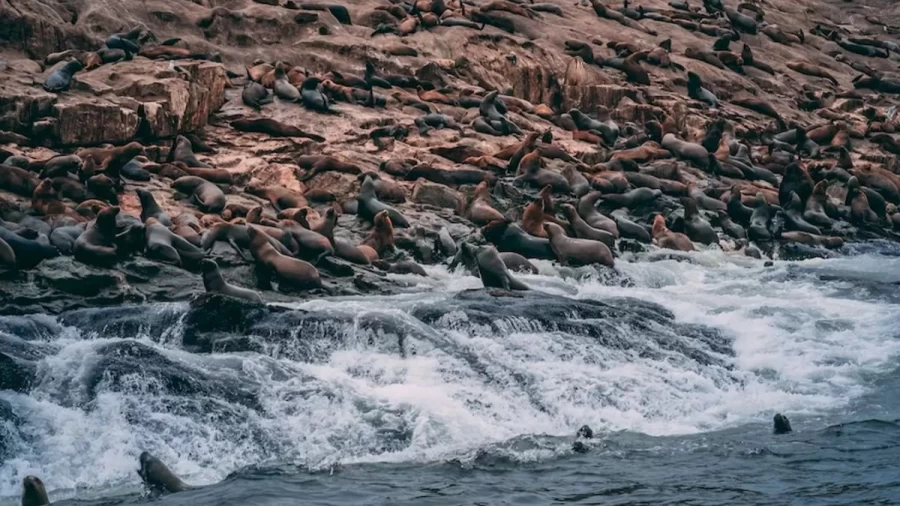 Optical Illusion Visual Test: Finding The Walrus Among These Sea Lions Is Very Difficult. Give It A Try