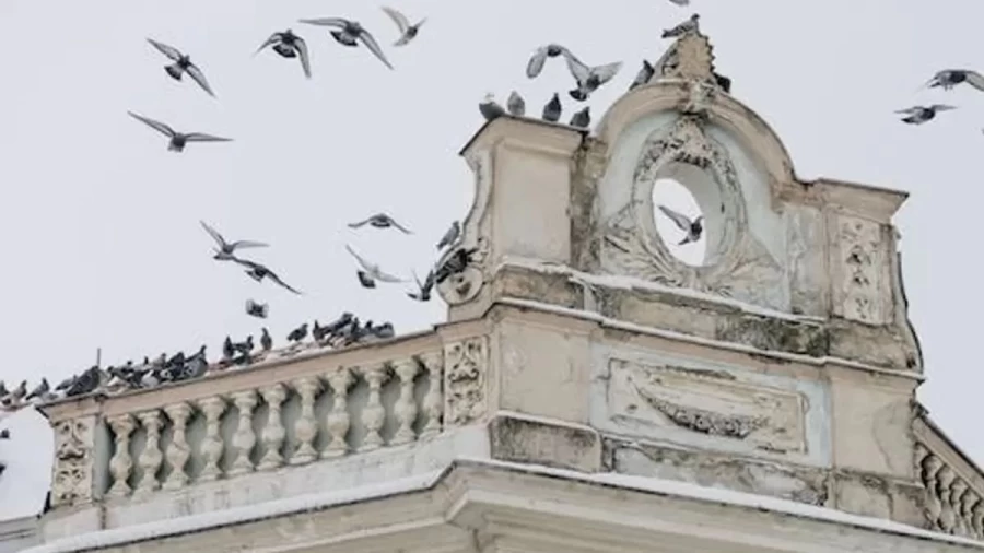 Optical Illusion: You Need To Have Eagle Eyes To Identify The Eagle Among These Pigeons