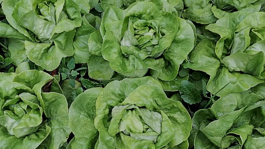 Take Up This Optical Illusion Challenge Of Spotting The Pea Among These Butterhead Lettuces And Test Your Vision